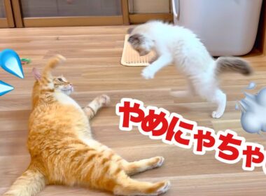 先住猫の大暴走に待った!! 子猫の決死の大ジャンプ‼︎