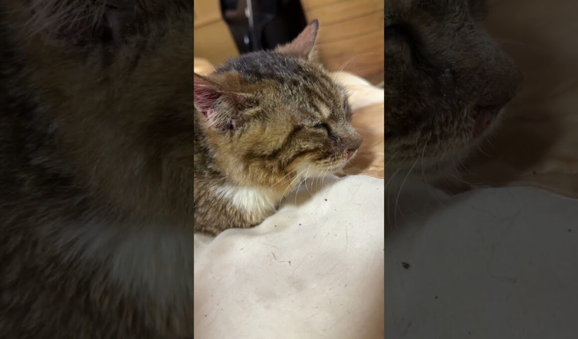 キジシロのルル「シャムの子ネコ雫ちゃん、別の部屋の食事場所へ私を誘導したニャン」
