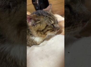 キジシロのルル「シャムの子ネコ雫ちゃん、別の部屋の食事場所へ私を誘導したニャン」