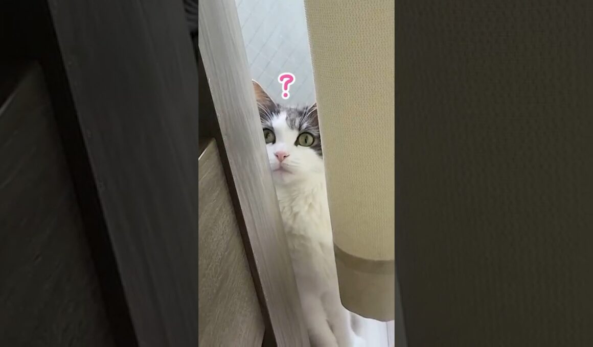 スキマで遊ぶ猫【Cat in the Gap】