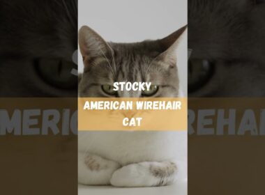 DEBUNKING the MYTH: Is the American Wirehair Cat Really Ugly? 🐱💔