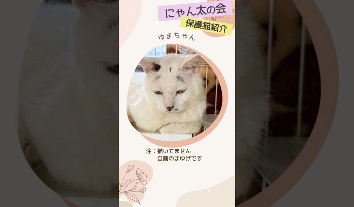 困りまゆは自前です #保護猫 #cat #猫のいる暮らし