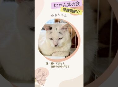 困りまゆは自前です #保護猫 #cat #猫のいる暮らし