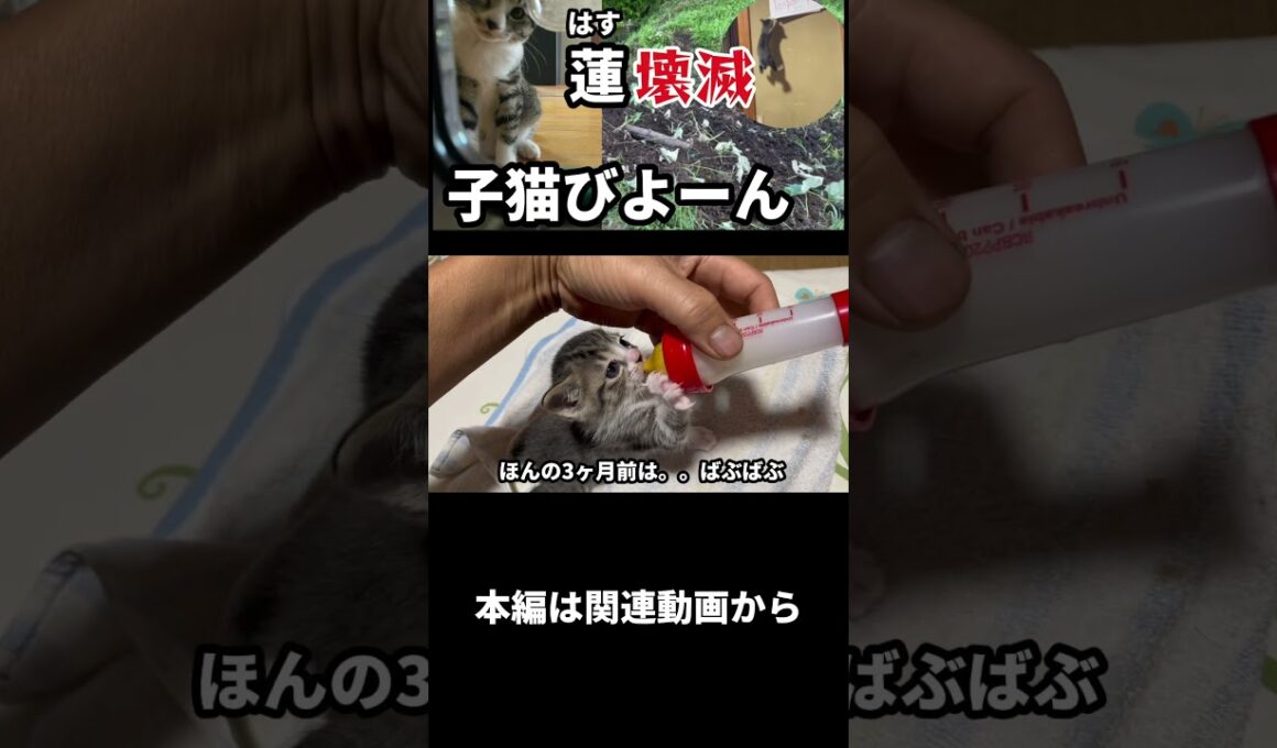 蓮(蓮根)壊滅！それでも元気な子猫に励まされて #保護猫 #子ネコ #ネコ