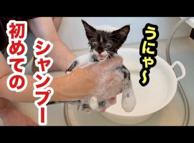 初めてのシャンプーで発狂する子猫はこうなりました