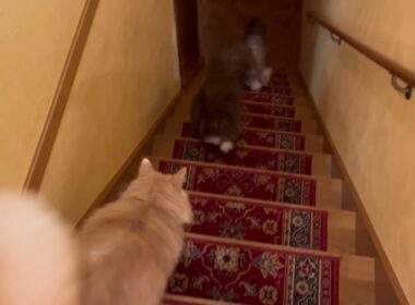 【かわいい♡】順番に階段を駆け降りる、もふ猫たちがかわいすぎたwwwノルウェージャンフォレストキャットとターキッシュアンゴラ