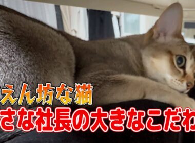 【シンガプーラ】小さな社長の大きなこだわり＃シンガプーラ#cat #anime