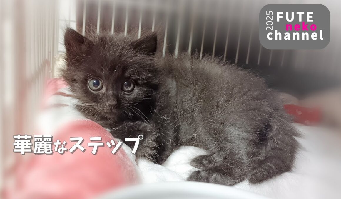動けなかった子猫の華麗なステップ【保護子猫】