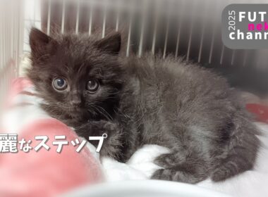 動けなかった子猫の華麗なステップ【保護子猫】