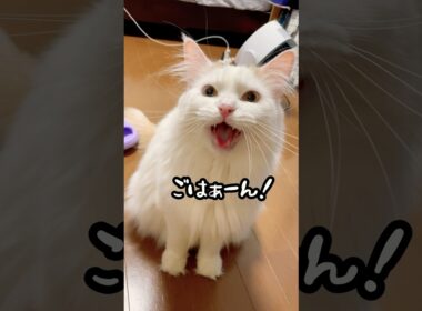 ゴハンだけで会話を試みるおチビ #ラガマフィン