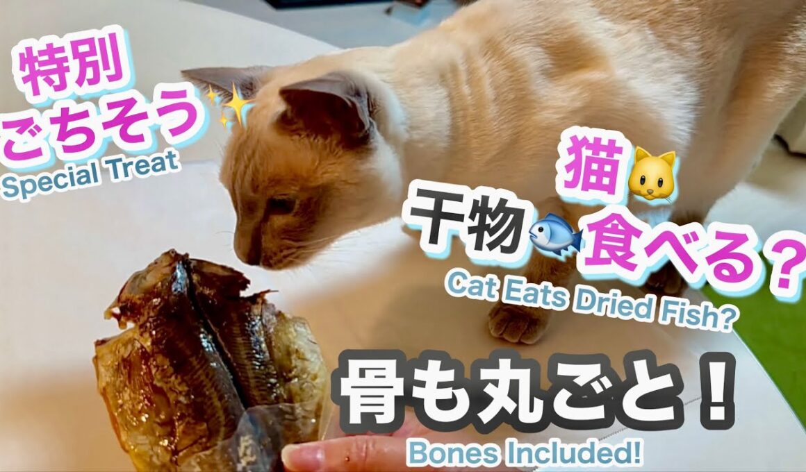 トンキニーズ🐱猫に干物を骨ごとあげてみたら…まさかの展開でした🐟Giving my cat a dried fish with bones…unbelievable reaction