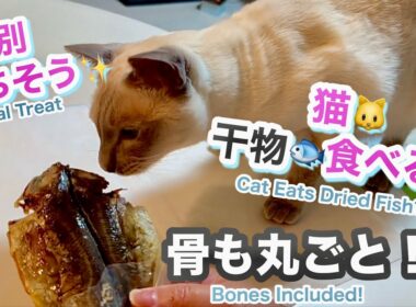 トンキニーズ🐱猫に干物を骨ごとあげてみたら…まさかの展開でした🐟Giving my cat a dried fish with bones…unbelievable reaction