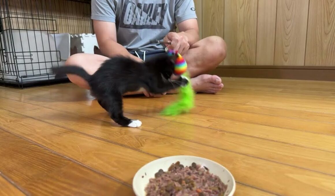 保護した子猫ライブ