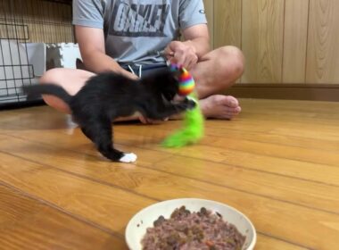 保護した子猫ライブ