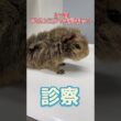 後ろ足を引きずっている1ヶ月のアビシニアンモルモットが動物病院にやって来た！