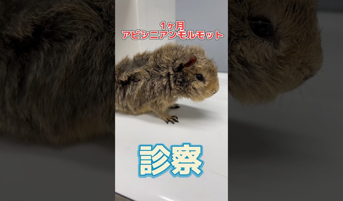 後ろ足を引きずっている1ヶ月のアビシニアンモルモットが動物病院にやって来た！