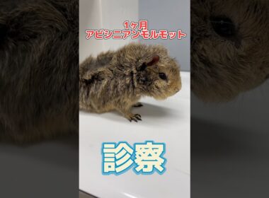 後ろ足を引きずっている1ヶ月のアビシニアンモルモットが動物病院にやって来た！