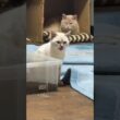 ミヌエットのクリームに、シャアされた後のシャムの子ネコ雫。ちょっと、ビビって移動したら、今度は、三毛猫ミックスに、シャアされ💦