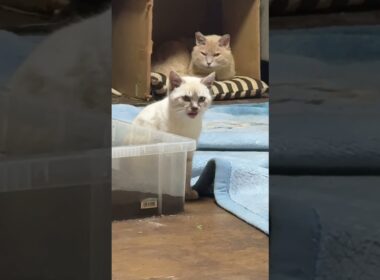 ミヌエットのクリームに、シャアされた後のシャムの子ネコ雫。ちょっと、ビビって移動したら、今度は、三毛猫ミックスに、シャアされ💦