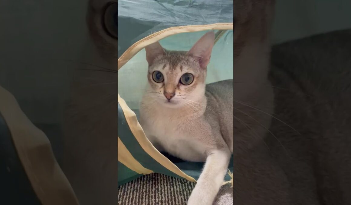 ひとりで遊ぶ猫ちゃん  #cute #猫＃シンガプーラ