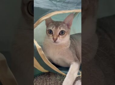 ひとりで遊ぶ猫ちゃん  #cute #猫＃シンガプーラ