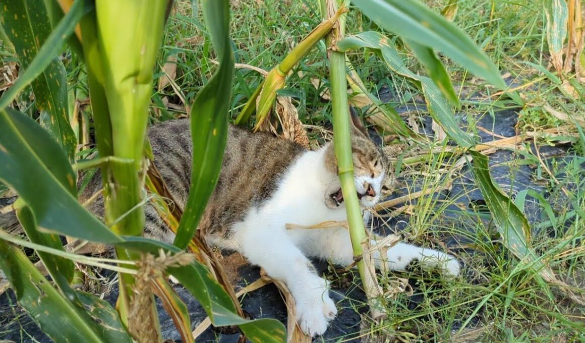 茎に噛みつき葉っぱをかじる猫さん