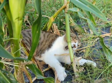 茎に噛みつき葉っぱをかじる猫さん