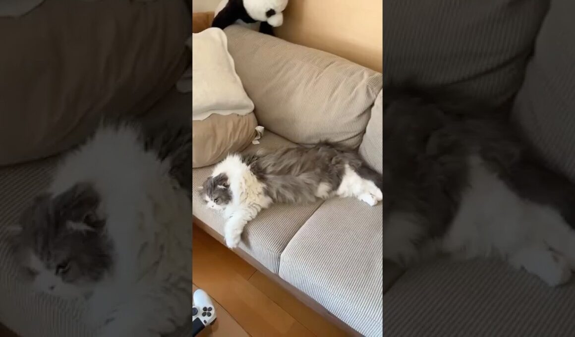 ソファはぼくのもの。 #ねこ #猫 #猫のいる暮らし #ねこのいる生活 #スコティッシュフォールド #cat #kitten