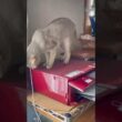 プリンターが気になる猫ちゃん #猫 #シンガプーラ