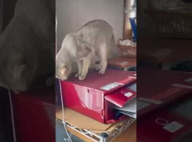 プリンターが気になる猫ちゃん #猫 #シンガプーラ