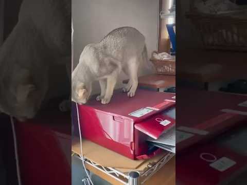 プリンターが気になる猫ちゃん #猫 #シンガプーラ