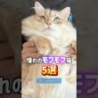 長毛の美しい猫5選😸⭐️ペルシャ•ラグドール•ノルウェージャン•メインクーン•サイベリアン