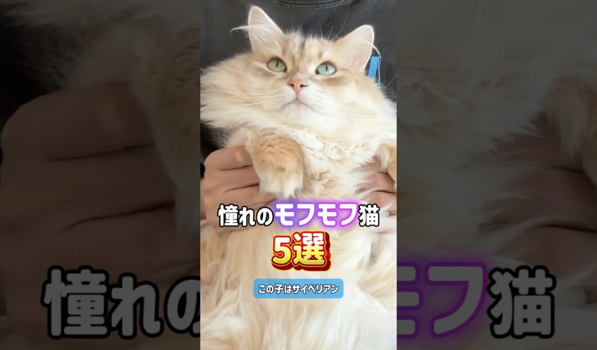 長毛の美しい猫5選😸⭐️ペルシャ•ラグドール•ノルウェージャン•メインクーン•サイベリアン