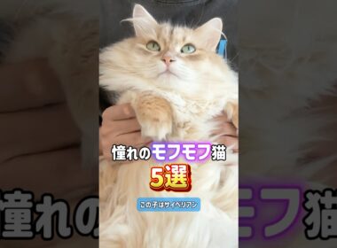 長毛の美しい猫5選😸⭐️ペルシャ•ラグドール•ノルウェージャン•メインクーン•サイベリアン
