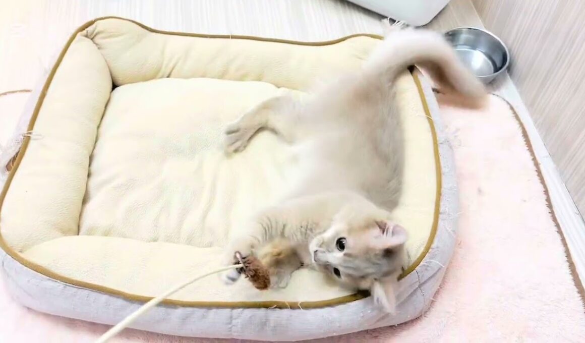 【 ソマリ 】生後4ヶ月の男の子！広い部屋でのびのび成長中！