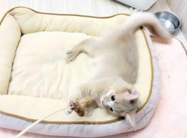 【 ソマリ 】生後4ヶ月の男の子！広い部屋でのびのび成長中！