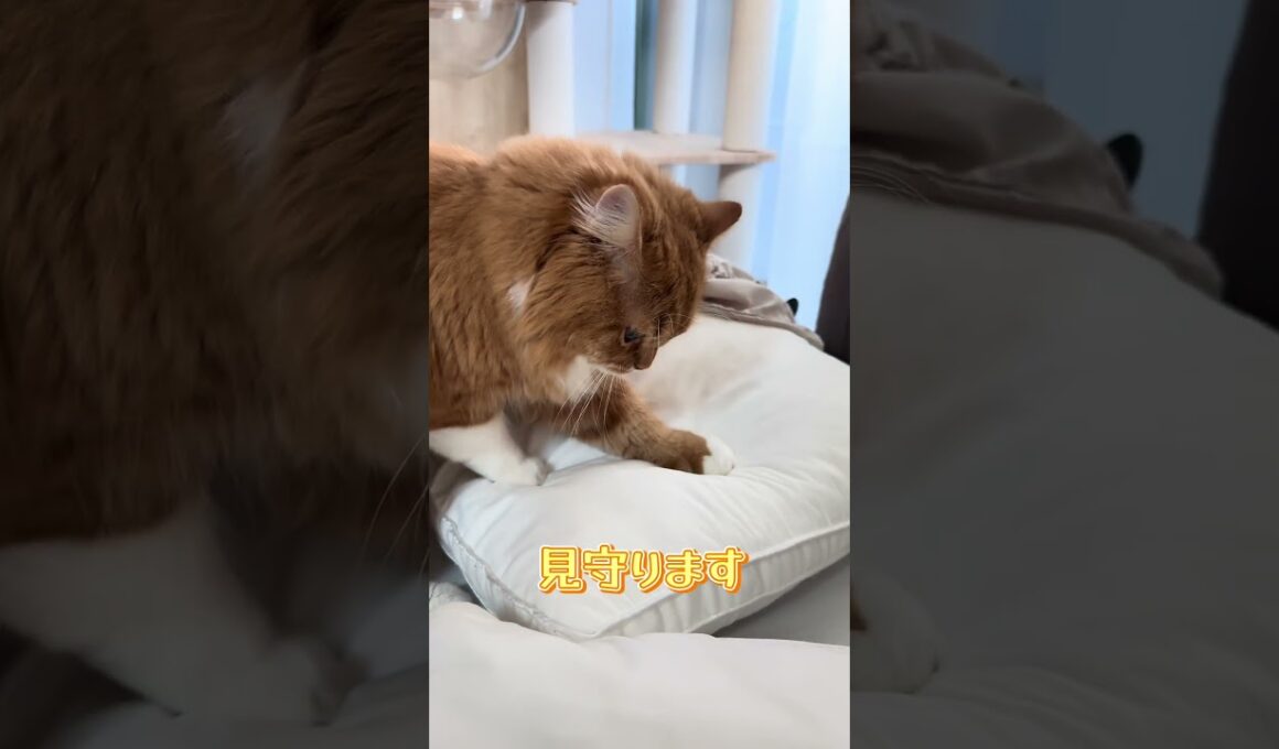 急に枕に目覚めるあじゃ  #猫 #子猫 #かわいい #猫動画 #cat #スコティッシュフォールド