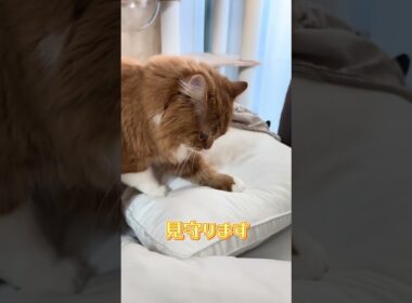 急に枕に目覚めるあじゃ  #猫 #子猫 #かわいい #猫動画 #cat #スコティッシュフォールド