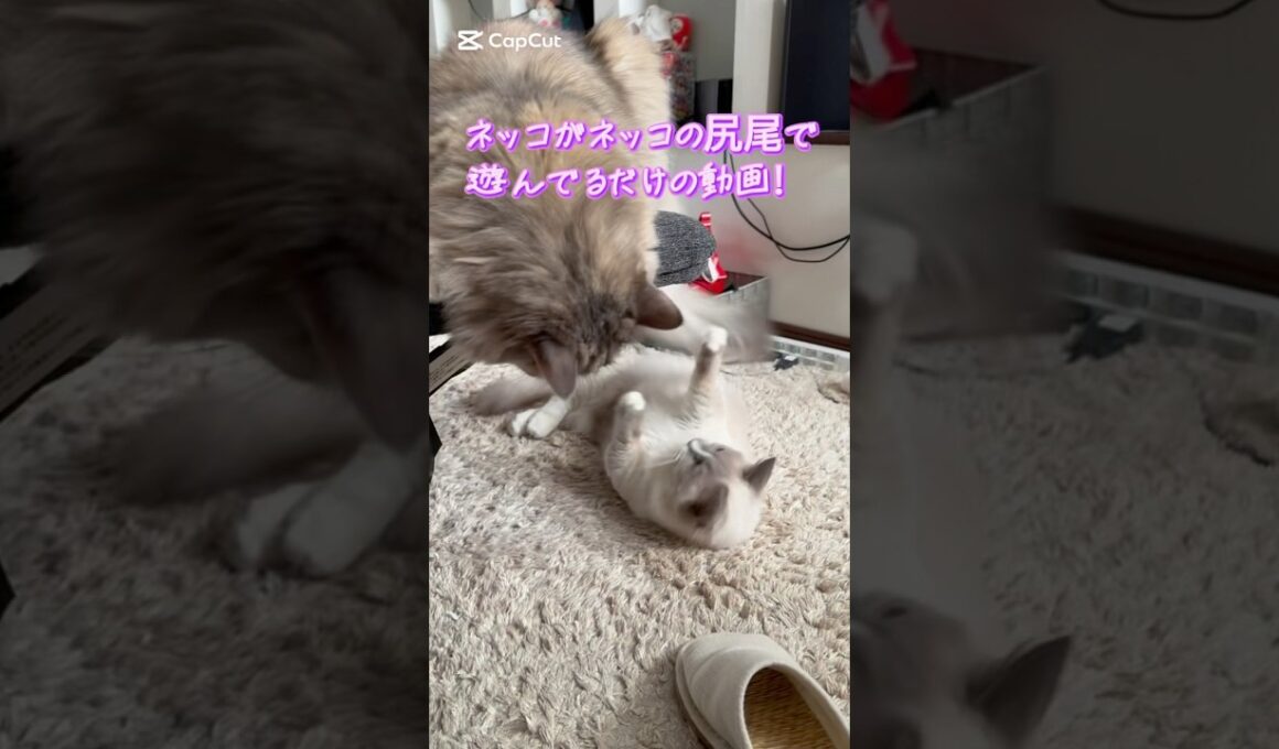 ネッコの尻尾で遊ぶネッコ #cat #猫のいる暮らし #保護猫 #マンチカン #サイベリアン #ペット動画 #shorts