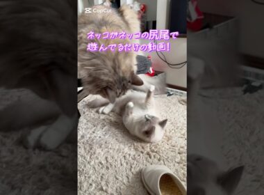 ネッコの尻尾で遊ぶネッコ #cat #猫のいる暮らし #保護猫 #マンチカン #サイベリアン #ペット動画 #shorts