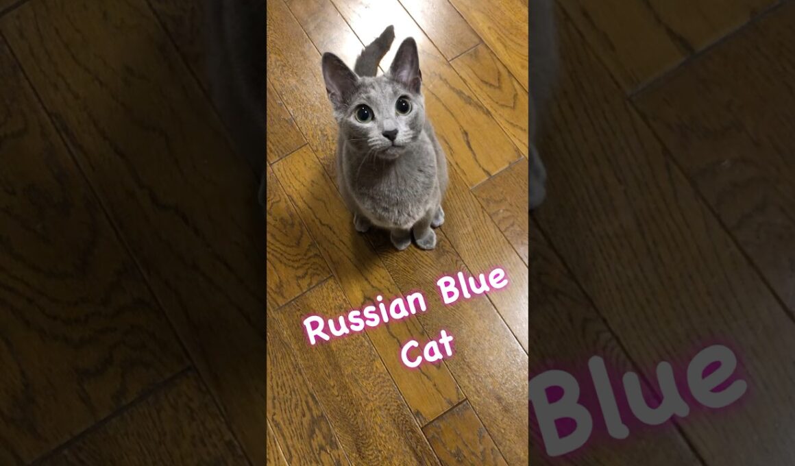 ロシアンブルー猫🧡らむねわーるど2   #cat  #ロシアンブルー  #猫のいる暮らし  #Russian Blue Cat  #子ネコ