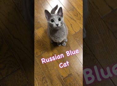 ロシアンブルー猫🧡らむねわーるど2   #cat  #ロシアンブルー  #猫のいる暮らし  #Russian Blue Cat  #子ネコ