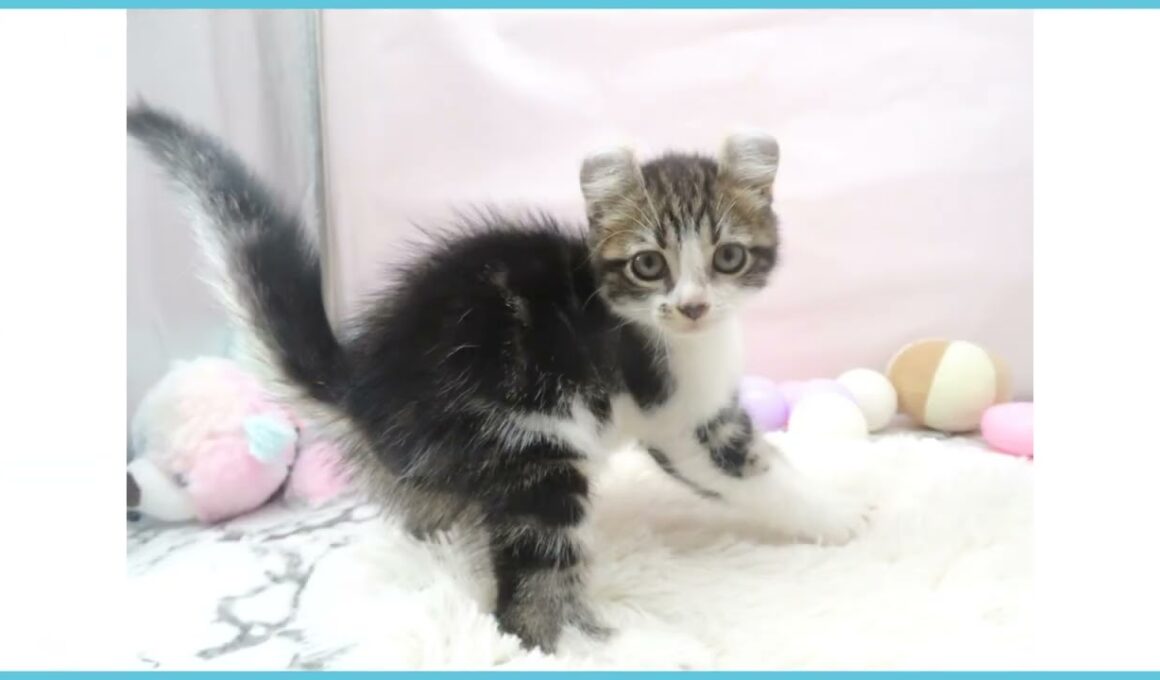 ペットショップcoo&riku No.00726934 アメリカンカール