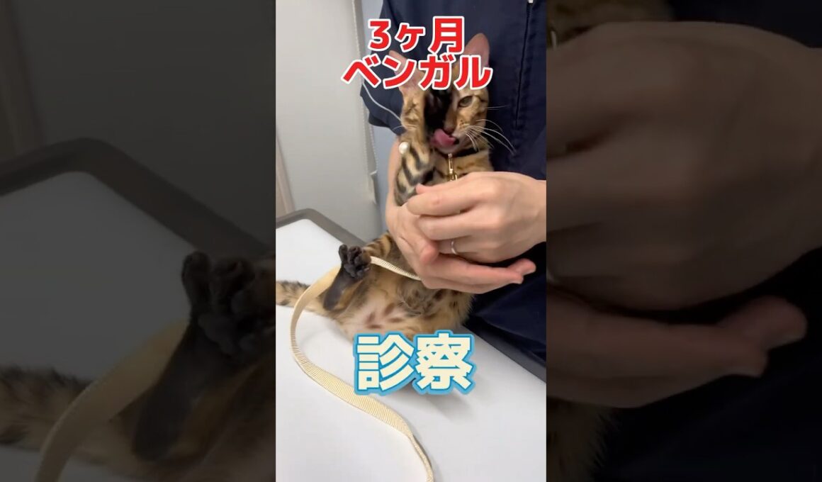 目の様子がおかしくて、ずっと片目を掻いている3ヶ月のベンガルが動物病院にやって来た！