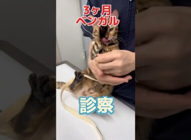 目の様子がおかしくて、ずっと片目を掻いている3ヶ月のベンガルが動物病院にやって来た！