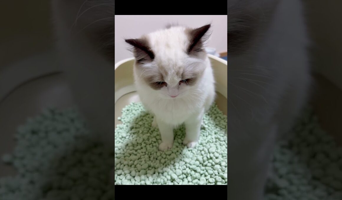 子猫のラグドールがかわいすぎる件✨💕🐈 #ラグドール #ragdollcat #子猫 #kitten
