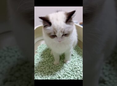 子猫のラグドールがかわいすぎる件✨💕🐈 #ラグドール #ragdollcat #子猫 #kitten