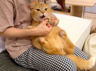 放置しすぎた猫の爪を一気に切っていきます！