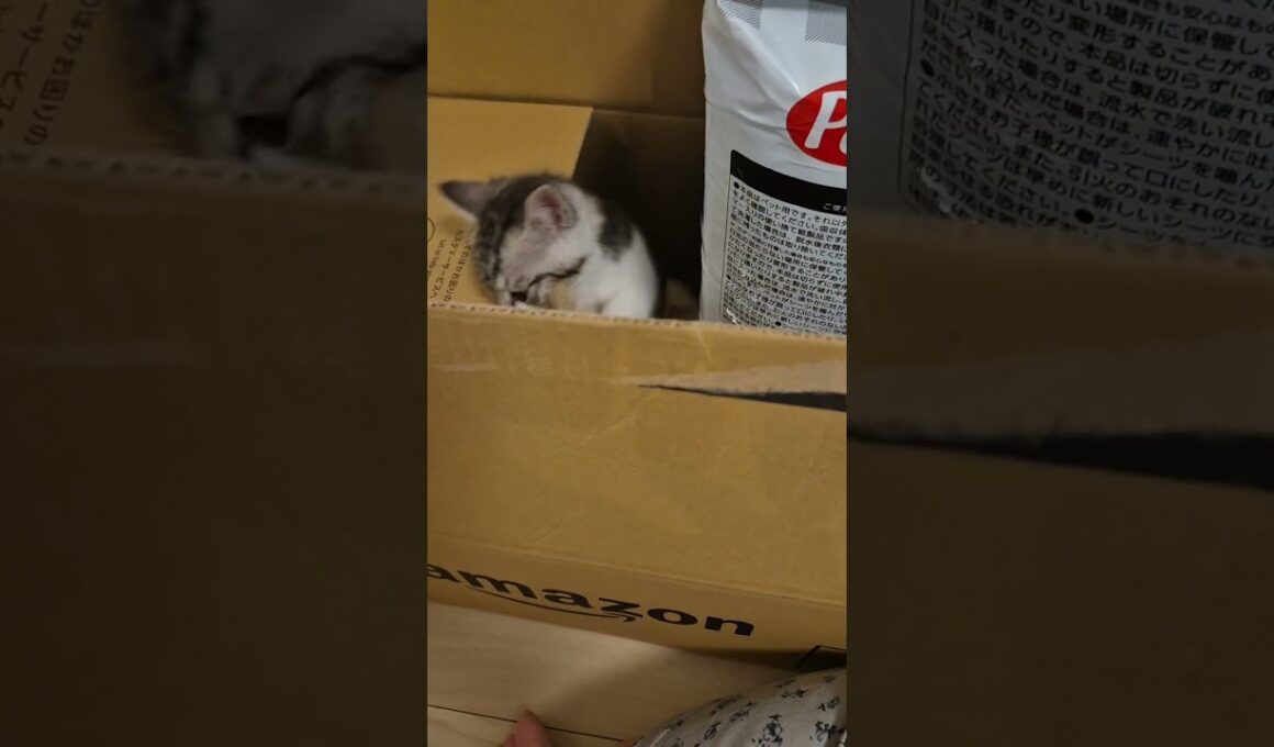 捨て猫を演じる子猫