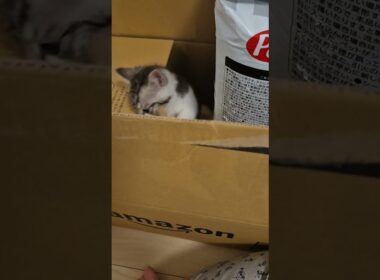 捨て猫を演じる子猫